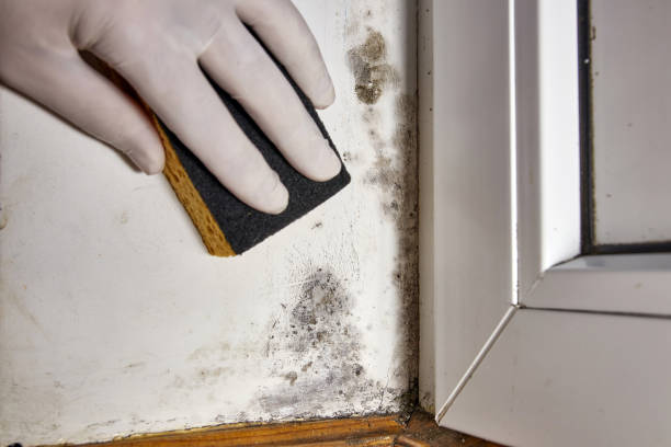 Best Mold Removal for HVAC Installations  in Oxford, IN